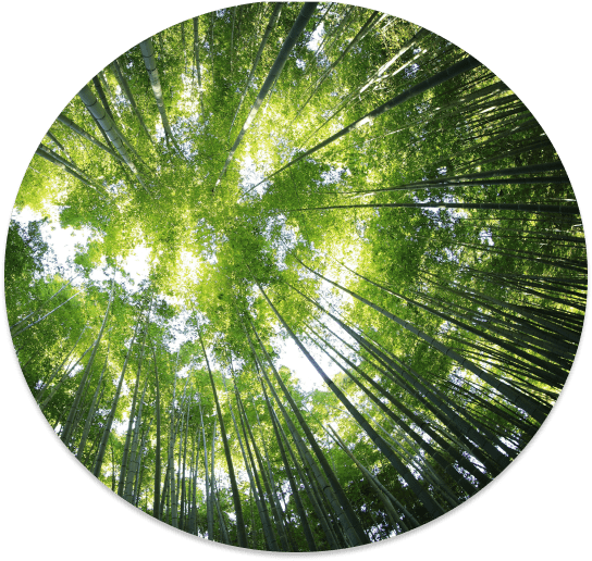 a circular photograph of trees seen from the ground against the sky.