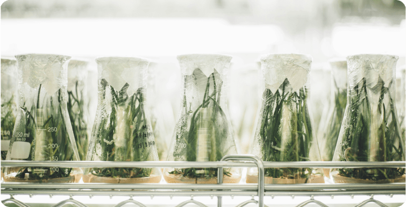 a photo of lab bottles with growing plants inside them.