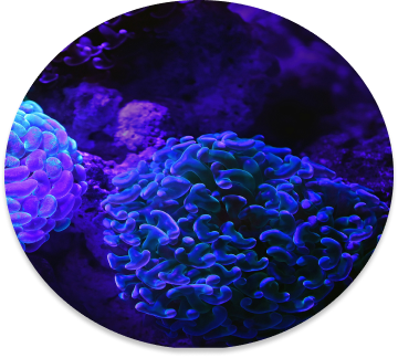 A photograph of deep sea corals