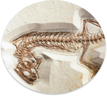 A skeleton of a dinosaur