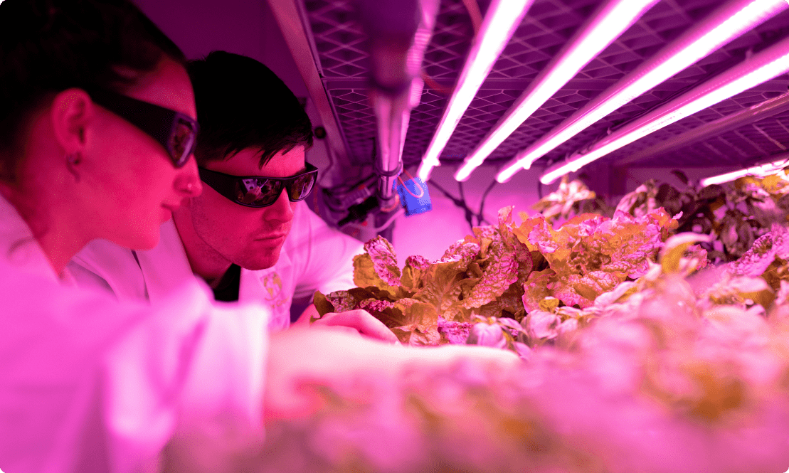a photo of two people studying plants in a lab under a pink light.